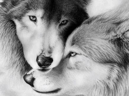 Lobos enamorados imagenes - Imagui