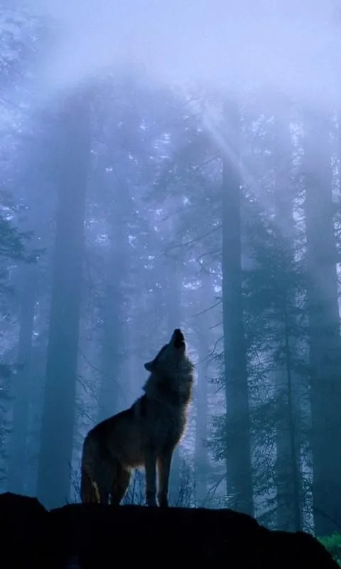 Lobos Fondo Animado - Aplicaciones Android en Google Play