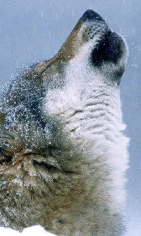 Lobos Fondo Animado - Aplicaciones de Android en Google Play