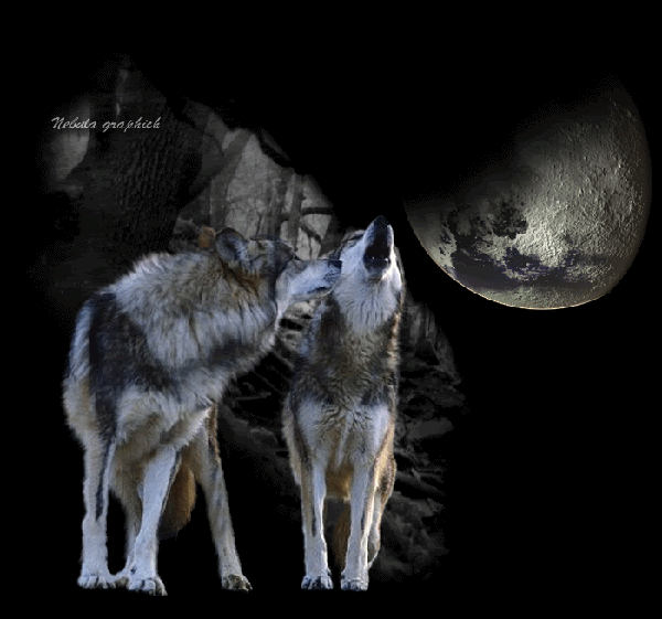 Lobos gif animados - Imagui
