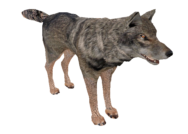 Archivo:Lobo Italiano.gif - Wiki ZooHispania Archivo:Lobo Italiano.gif - Wiki ZooHispania