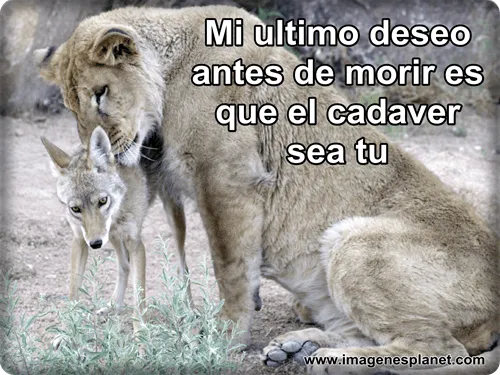 Imagenes con imagenes de animales para facebook - Imagenes ...