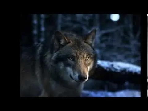 LOBOS: LAS MEJORES IMAGENES DE LOS LOBOS - WALLPAPER - YouTube LOBOS: LAS MEJORES IMAGENES DE LOS LOBOS - WALLPAPER - YouTube