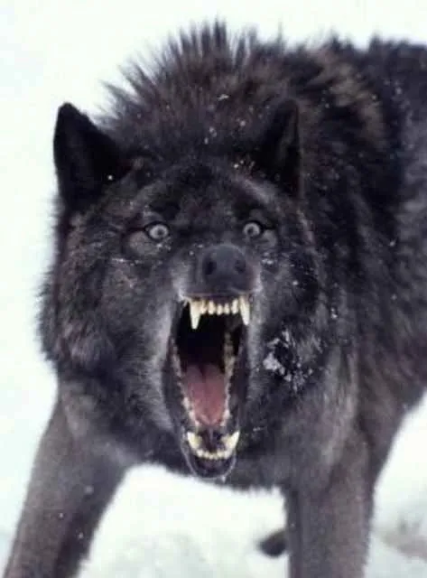 Lobos Negros en Pinterest | Lobos Grises, Lobo Gris y Lobos Blancos Lobos Negros en Pinterest | Lobos Grises, Lobo Gris y Lobos Blancos
