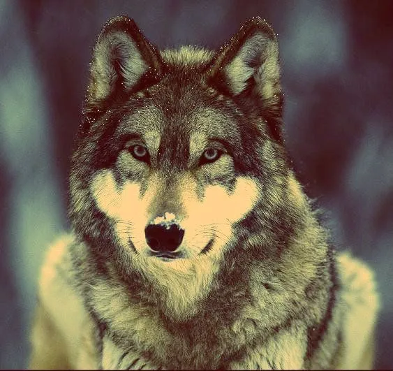 Lobos on Pinterest | Wolves, Hipster Triangle and Hipster Lobos on Pinterest | Wolves, Hipster Triangle and Hipster