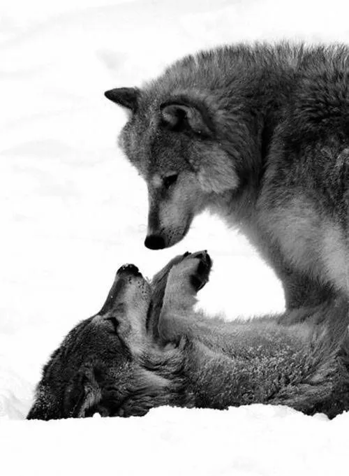 Lobos pareja - Imagui