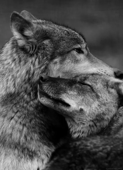 Lobos pareja - Imagui