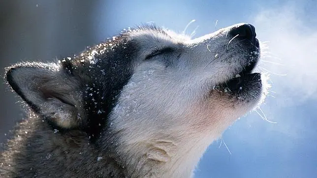 Los lobos y los perros se separaron hace 15.000 años - ABC.es Los lobos y los perros se separaron hace 15.000 años - ABC.es