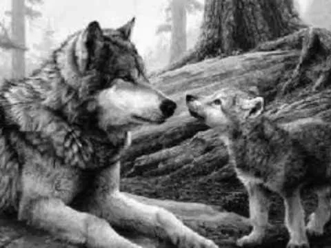 Lobos salvajes blancos - Imagui