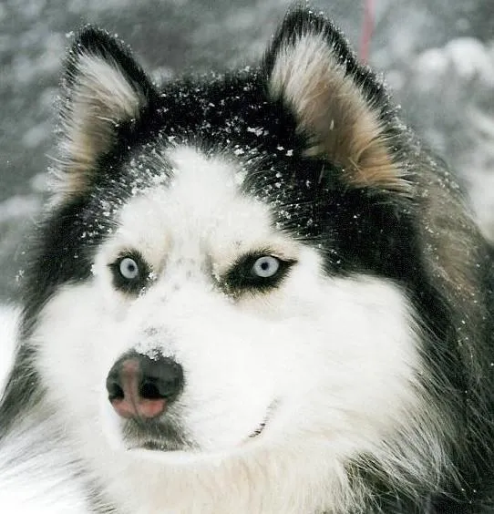 lobos siberianos