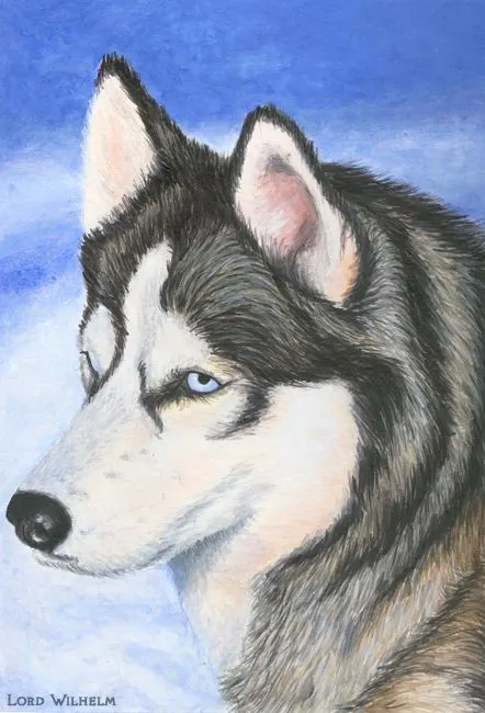 Lobo siberiano para dibujar - Imagui