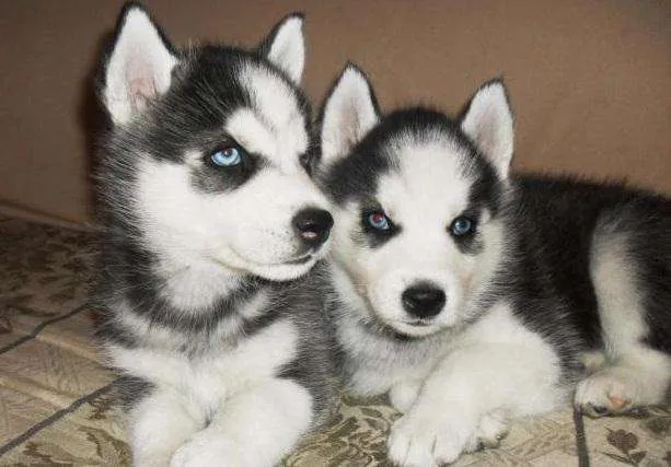 Lobos siberianos husky siberiano 180 manta manabi - Manta, Ecuador ...