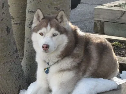 husky siberiano | Cuidar de tu perro es facilisimo.com husky siberiano | Cuidar de tu perro es facilisimo.com