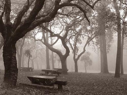 Local público : Bosque perdido. Local público : Bosque perdido.