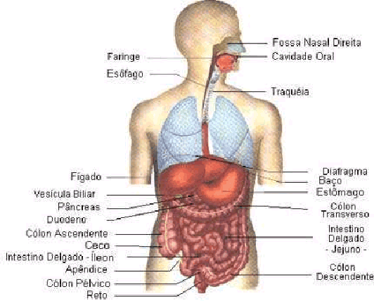 Localização dos orgãos internos do corpo humano - Imagui