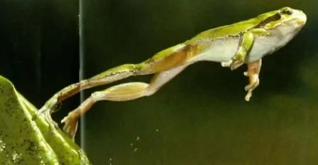 Locomoción de las ranas » RANAPEDIA