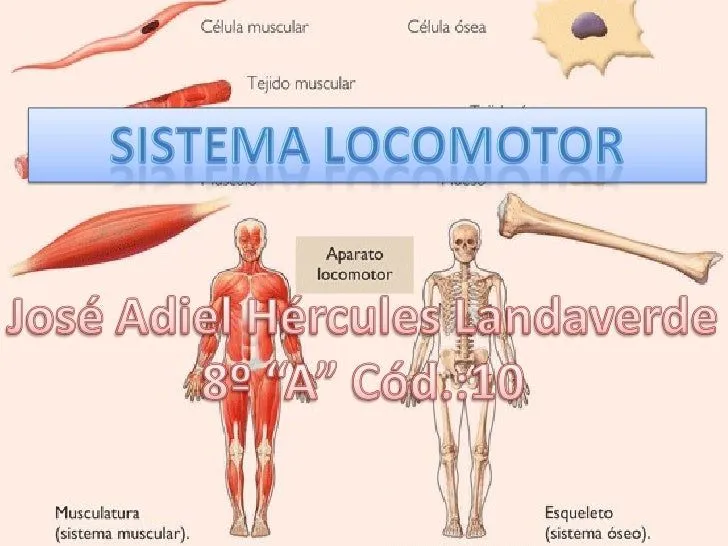 Locomotor2