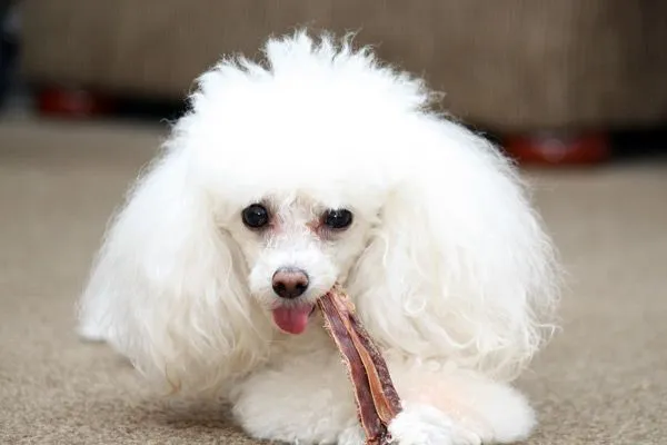 Imagenes de perros pudel - Imagui