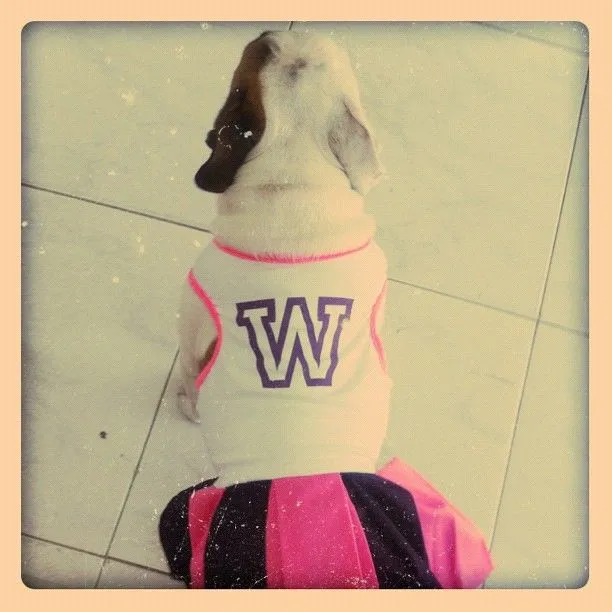 Lola, #bulldog bebé, una de las animadoras del equipo Wawaw ...
