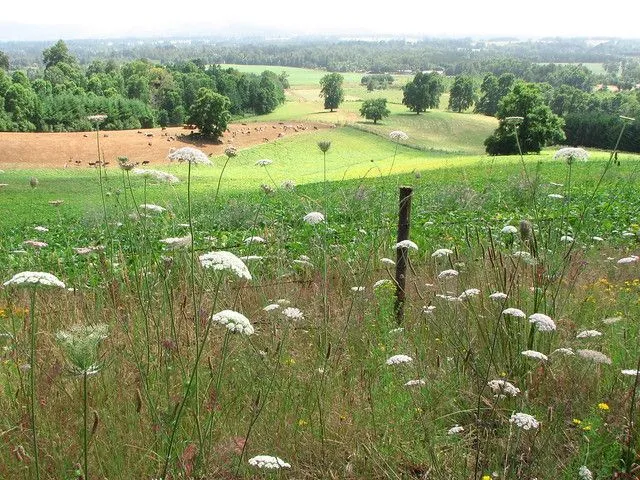 lomas y paisaje del campo chileno | Flickr - Photo Sharing! lomas y paisaje del campo chileno | Flickr - Photo Sharing!