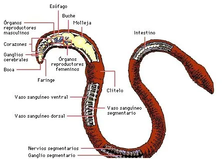 Las lombrices de tierra | EnciclopediA Animal