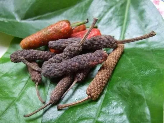 Long Pepper | Herbal Remedies