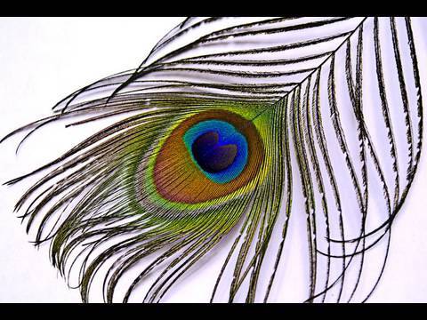 look dramatico inspirado en las plumas de pavo real - YouTube look dramatico inspirado en las plumas de pavo real - YouTube