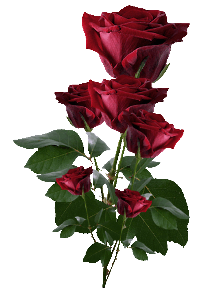 Gif de rosas animadas - Imagui