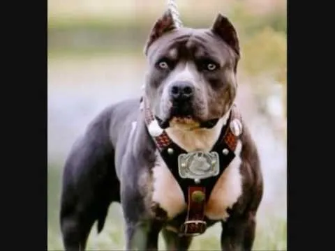 Loquendo Jorge y Carlos-Perros de Raza Potentes - YouTube Loquendo Jorge y Carlos-Perros de Raza Potentes - YouTube