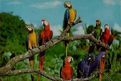 el loro bailarin | anitaleo