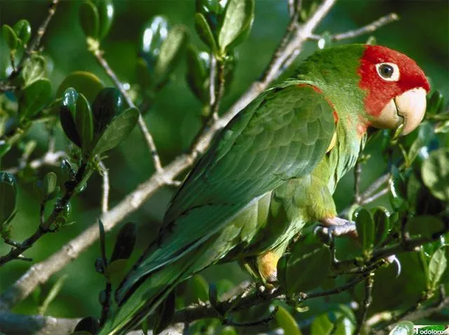Loro Cabeza Roja