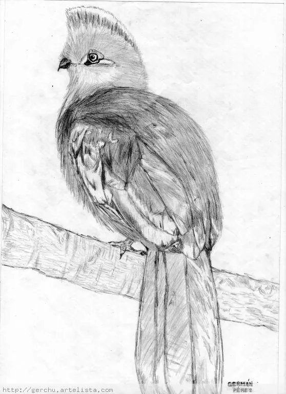 loro German Perez - Artelista.