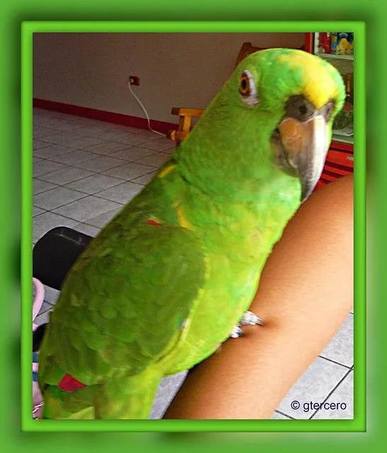 Loro,Perico.....P1050011 | Flickr - Photo Sharing! Loro,Perico.....P1050011 | Flickr - Photo Sharing!