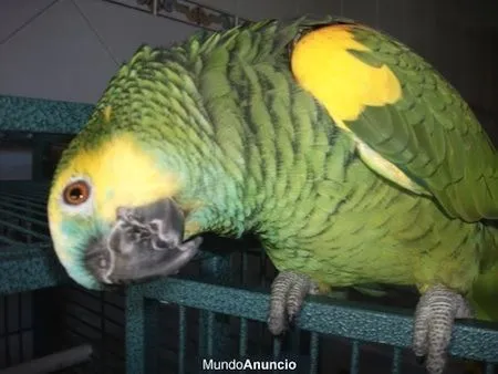 Loros Que Hablan