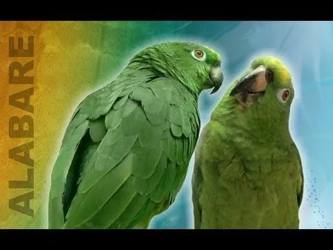 Loros que cantan ASOMBROSAMENTE - Compartelo! Loro Real Amazonico ... Loros que cantan ASOMBROSAMENTE - Compartelo! Loro Real Amazonico ...