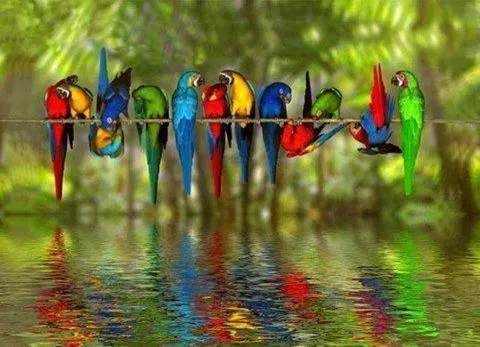 BELLOS LOROS A COLORES JUNTOS | Flickr - Photo Sharing! BELLOS LOROS A COLORES JUNTOS | Flickr - Photo Sharing!
