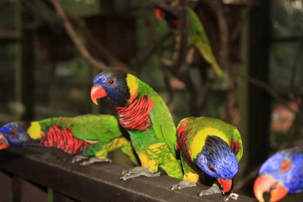 Loros de colores de Malaysia Antonia Sánchez García - Artelista. Loros de colores de Malaysia Antonia Sánchez García - Artelista.