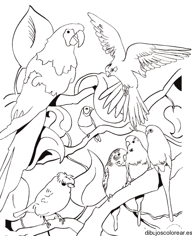 Loros | Dibujos para Colorear