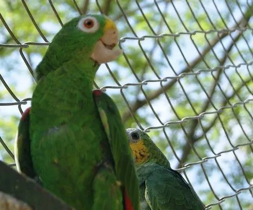 Loros, guacamayas y pericos, los más perseguidos por los ...