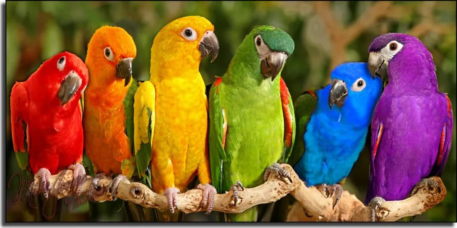 Todo sobre los loros, guacamayos y cacatúas - Toda la información ... Todo sobre los loros, guacamayos y cacatúas - Toda la información ...