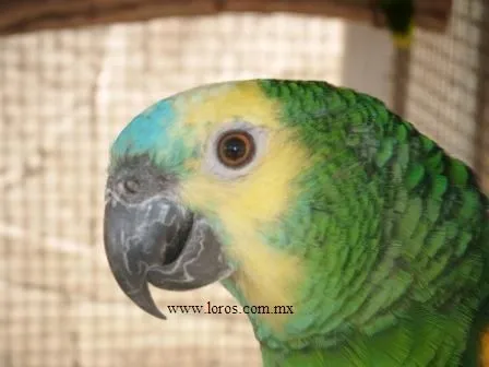 Loros habladores - Imagui