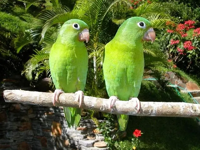 Loros o pericos - Imagui