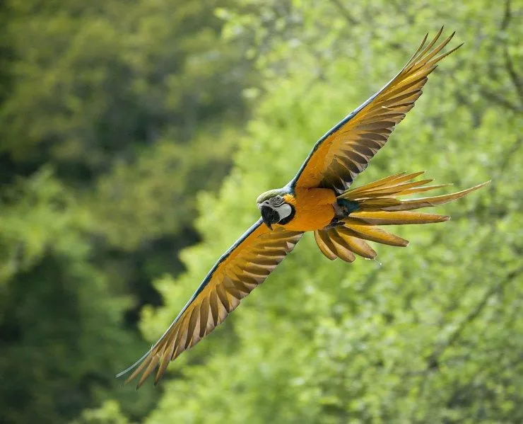 Loros: volando en casa | Blog | Mascotea