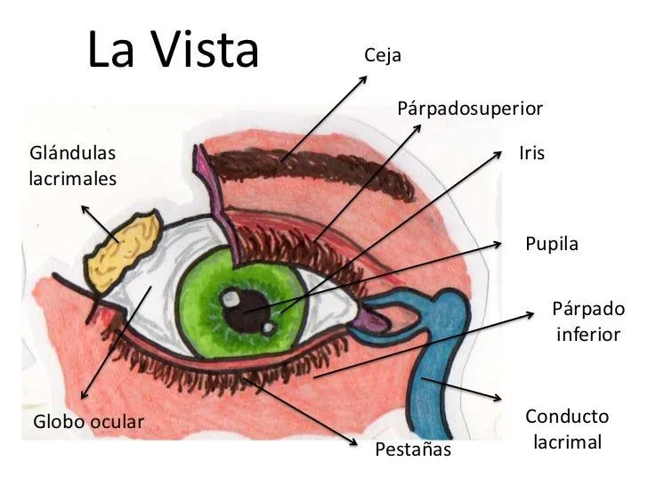 los-5-sentidos-partes-y- ...