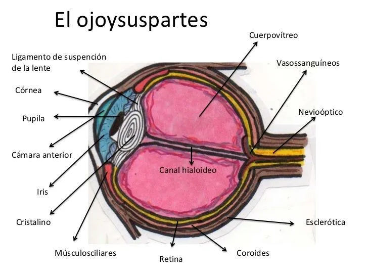 los-5-sentidos-partes-y- ...