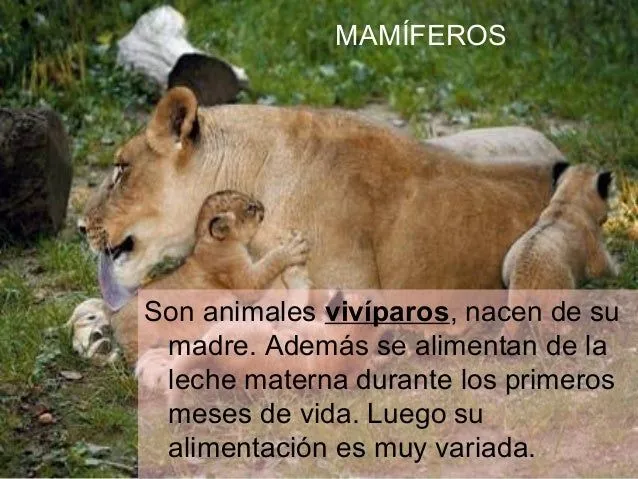los-animales-19-638.jpg?cb= ...