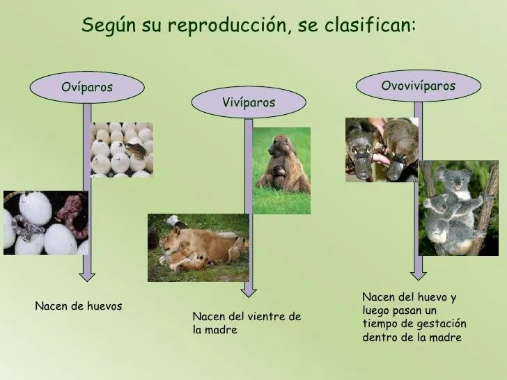 los-animales-4-728.jpg?cb= ...