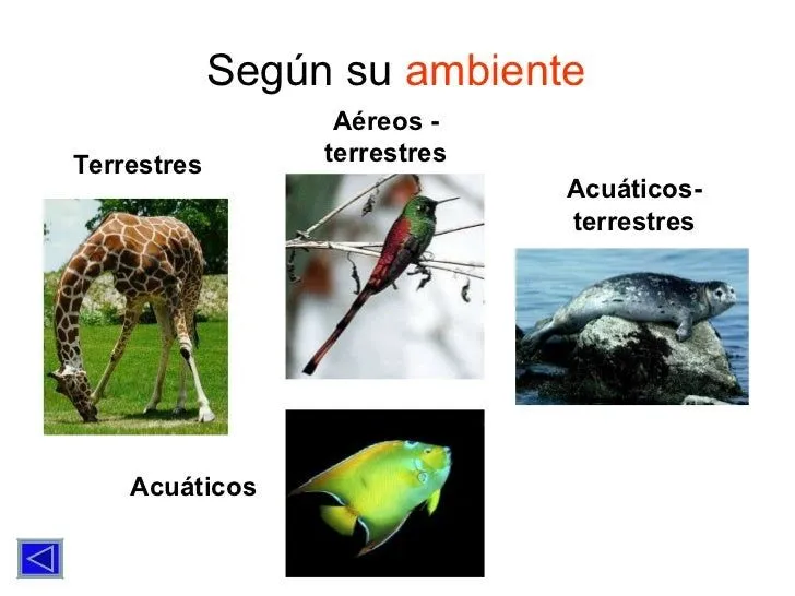 Los Animales