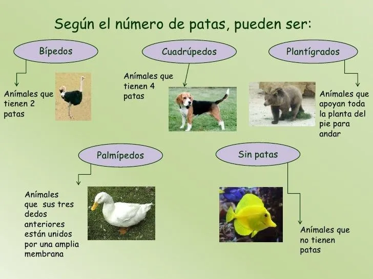 los-animales-6-728.jpg?cb= ...