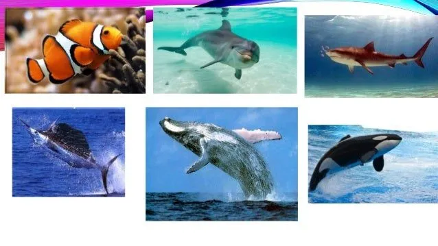 los-animales-acuaticos-4-638. ...